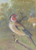 Victorian School, oil on board of a goldfinch and a print of a boy with bubbles, largest 16.5 x 11.