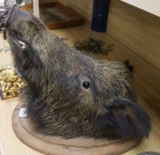 A mounted boar's head