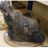 A mounted boar's head