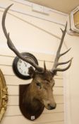 A mounted stags head