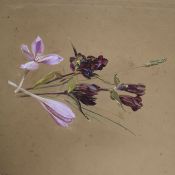 A John Aston watercolour, and other unframed works including botanical studies, all unframed