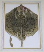Charlotte Knox, watercolour of a spotted ray, 27 x 20cm