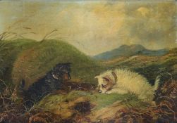 T. Langlois (late 19th century), two terriers rabbiting, 24.5 x 35cm