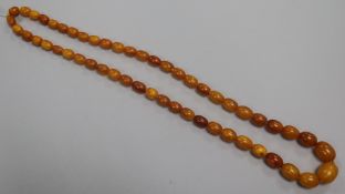 A single strand graduated oval amber bead necklace, gross 37 grams, 64cm.