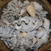 A basket of shells