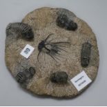 A fossilised group of six insects, including a trilobite, approx. 9in. diameter