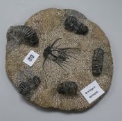 A fossilised group of six insects, including a trilobite, approx. 9in. diameter