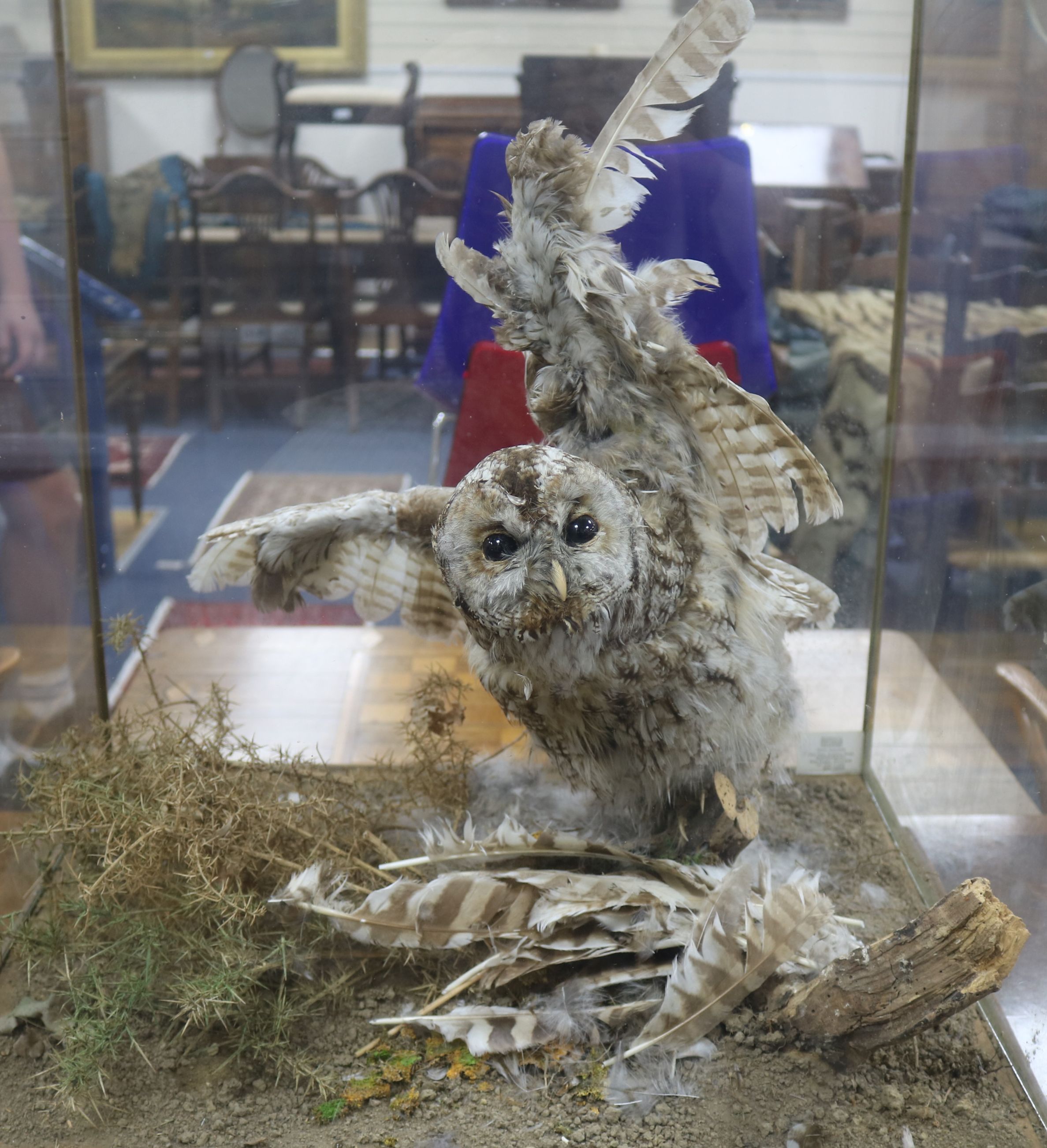 A taxidermy owl under glass