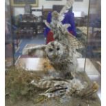 A taxidermy owl under glass