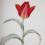Dykes, W.R. - Notes on Tulip Species, folio cloth, 54 plates each with small library stamps to