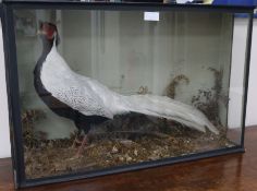 A taxidermy silver pheasant in glass cabinet