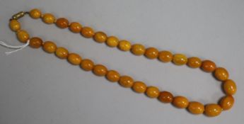 A single strand graduated oval amber bead necklace, gross 31 grams, 44cm.