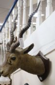 An Indian antelope head