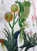 Barbara Mary Steyning Everard (1910-1990)watercolourfour original designs for 'Wild Flowers of the