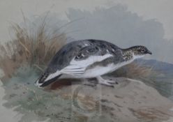 Archibald Thorburn (1860-1935)watercolour and gouachePtarmigansigned, Moorland Gallery label7 x