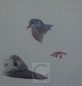 Archibald Thorburn (1860-1935)watercolour and gouacheStudy of a Stock-Dovesigned, inscribed in