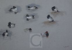 Archibald Thorburn (1860-1935)watercolour and gouacheStudy of ducks; Tufted, Goldeney and Common