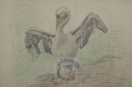 § Austin Osman Spare (1888-1956)pencil and coloured pencils on thin wove paperStudy of a pelican8