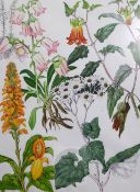 Barbara Mary Steyning Everard (1910-1990)watercolourfour original designs for 'Wild Flowers of the
