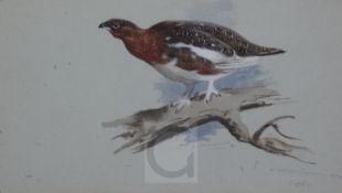 Archibald Thorburn (1860-1935)watercolour and gouacheWillow Grouse, Norwaysigned and inscribed in