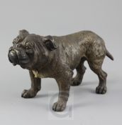 A late 19th century cold painted bronze model of a bulldog, 7.25in.