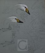 Archibald Thorburn (1860-1935)pencil and gouacheStudies of Whooper and Berwick Swansinitialled,