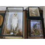 Three early 20th Century taxidermy birds