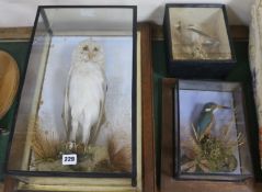 Three early 20th Century taxidermy birds
