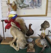 A mounted Grouse, Teal, Hare and Woodcock, Fox and Hawk (6)