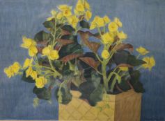 Bryan Senior (b.1935)watercolourYellow Begonia'ssigned and dated '8542 x 57cm