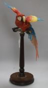A Border Fine Arts model of a Macaw by Richard Roberts, limited edition of 950, on mahogany stand