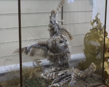A taxidermy owl under glass
