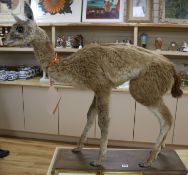 A taxidermy Guanaco