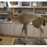 A taxidermy Guanaco