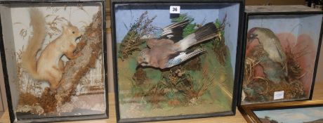 A cased taxidermic jay, a green woodpecker and a red squirrel