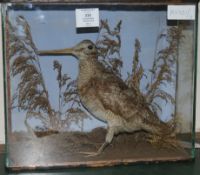 A taxidermic woodcock