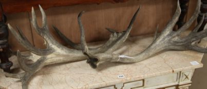 A set of antlers Both approx. 80cm long