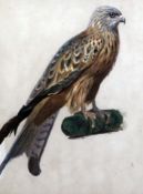 Archibald Thorburn (1860-1935)watercolourImmature Lanner Falconinitialled11 x 8.75in.