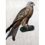 Archibald Thorburn (1860-1935)watercolourImmature Lanner Falconinitialled11 x 8.75in.