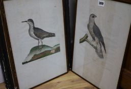 Three late 19th century chromolithographsStudies of orchids and two French engravings of birds