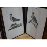 Three late 19th century chromolithographsStudies of orchids and two French engravings of birds