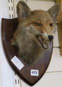 A taxidermic fox head on shield mount