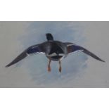 Archibald Thorburn (1860-1935)watercolour and pencilMallard in flightinitialled8 x 12.75in.