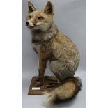 A taxidermic fox, on stand