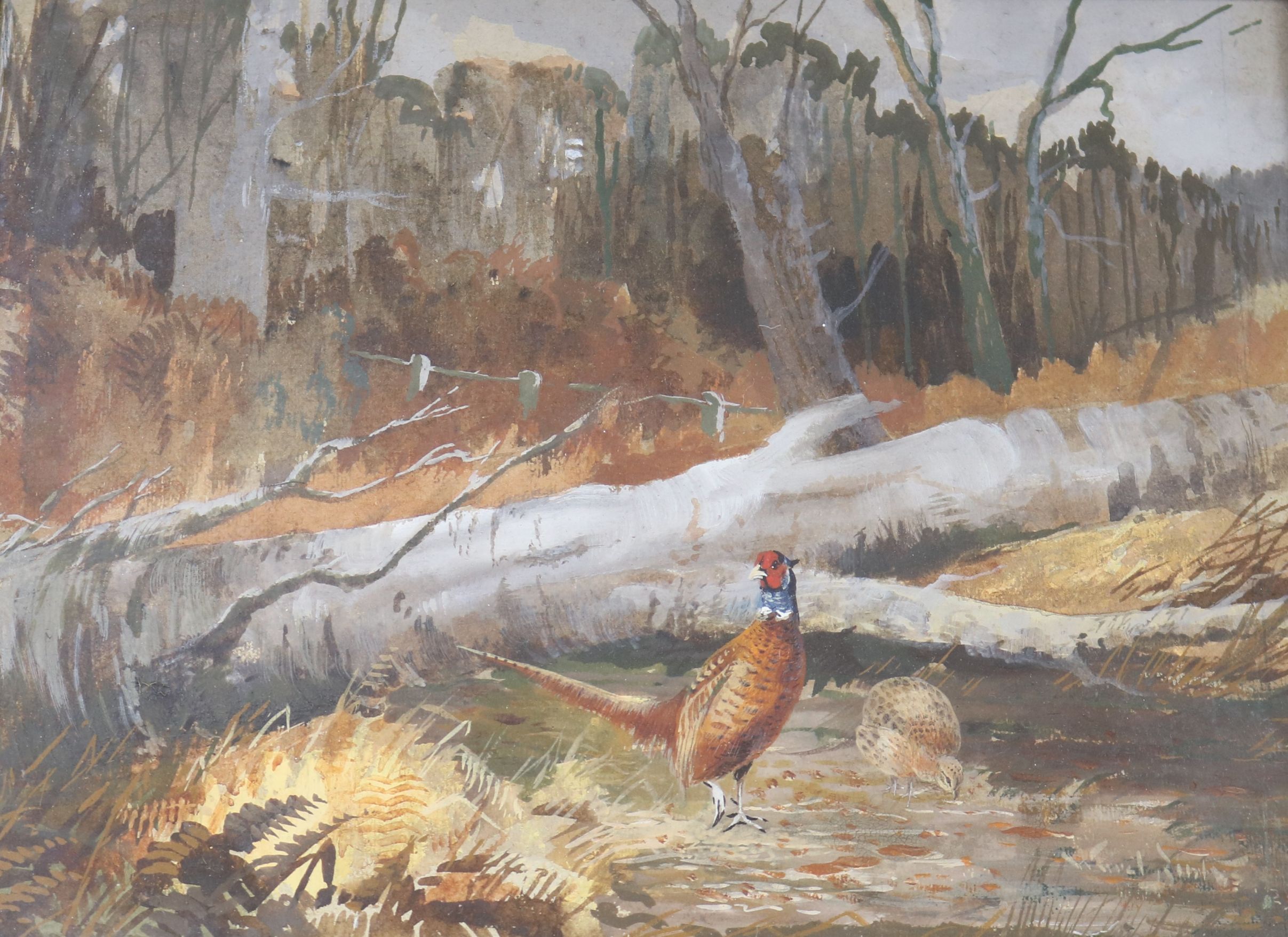 Ward BinksGouachePheasant i woodlandsigned26 x 35cm