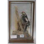 A taxidermic woodpecker