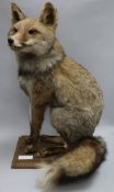 A taxidermic fox, on stand