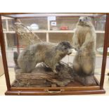 A cased pair of taxidermic marmots