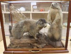 A cased pair of taxidermic marmots