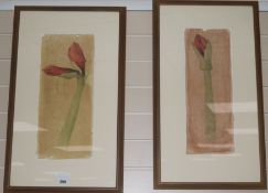 Sigrid Mullerpair of crayon and watercolour drawingsAmaryllis flowerssigned and dated 9747 x 20cm